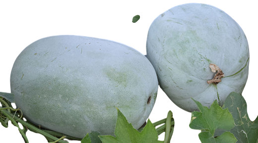Ashgourd Shankar F1 Hybrid