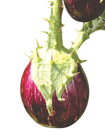 Brinjal Bhavani F1 Hybrid