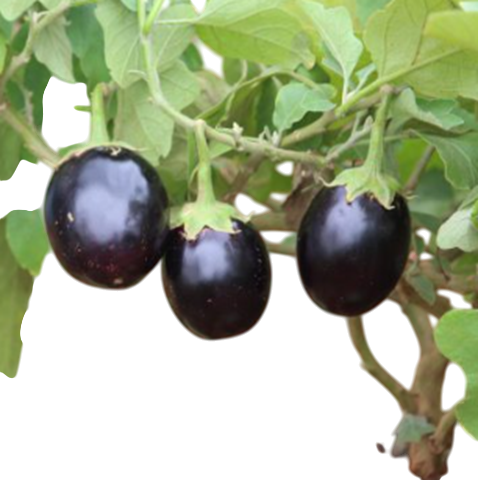Brinjal Gautami F1 Hybrid