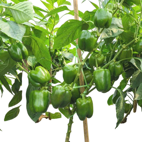 Capsicum Aishwarya F1 Hybrid