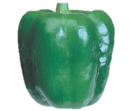 Capsicum Madhvi F1 Hybrid