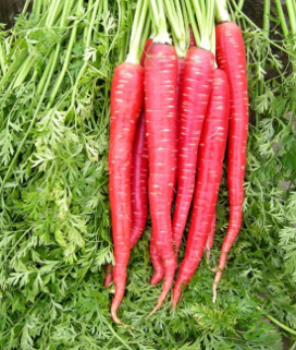 Carrot Poonam F1 Hybrid