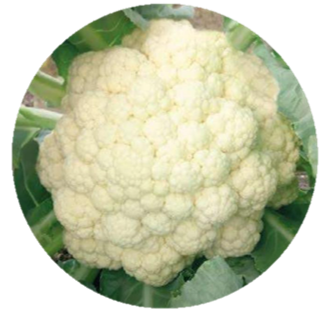 Cauliflower Boby F1 Hybrid