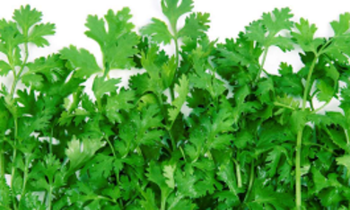 Coriander Monalisa
