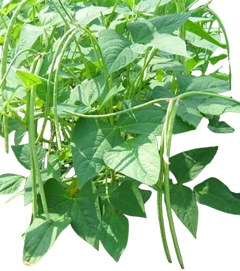 Cowpeas Aasha