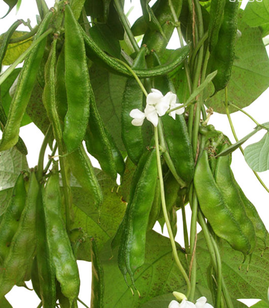 Dolichos Divya