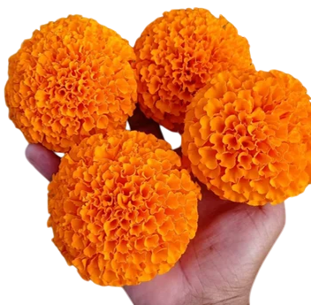 Marigold Super Bhagwa F1 Hybrid
