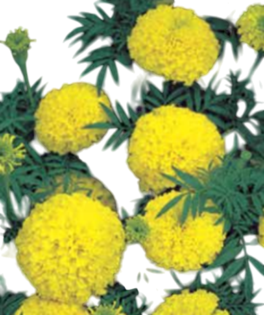 Marigold Super Yellow F1 Hybrid