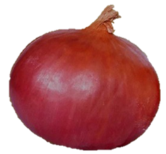 Onion Kartik Super