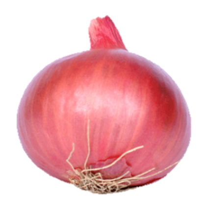 Onion Super Puna Phursungi