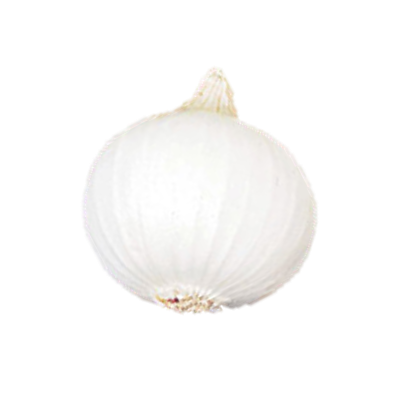 Onion White Globe