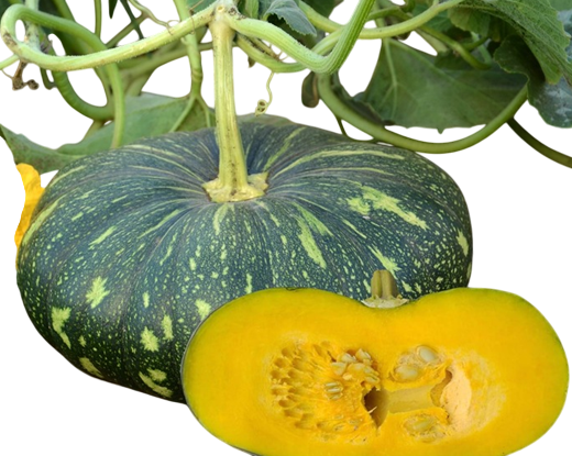 Pumpkin 702 F1 Hybrid