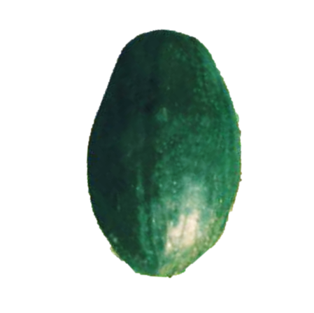 Pumpkin Arnav F1 Hybrid