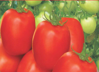 Tomato Vijay F1 Hybrid